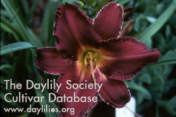Daylily Decatur Port